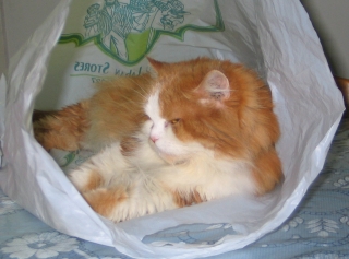 grumpy cat